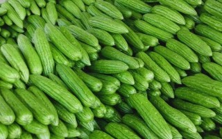種植苦瓜的時(shí)間和方法，北方地區(qū)3-4月份可在棚內(nèi)育苗、長(zhǎng)江流域在3月份播種