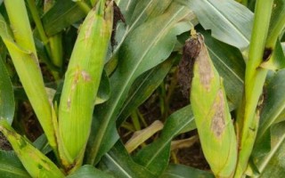 彩玉201玉米種子特點(diǎn)，適宜播期4月下旬至6月中旬