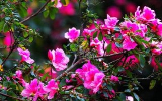 杜鵑花有毒嗎，有一定毒性