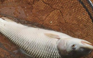 鯪魚簡(jiǎn)介，是常見(jiàn)的淡水魚類