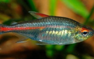 貝蒂燈魚好不好養(yǎng)，適合新手飼養(yǎng)