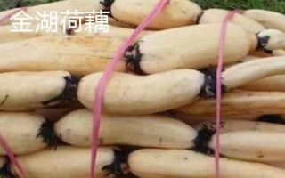 江蘇省金湖縣的特產(chǎn)，白馬湖大閘蟹遠(yuǎn)銷四方