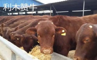 10種最貴的牛，包括日本和牛、安格斯牛、夏洛萊牛等品種