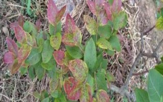 藍(lán)莓花葉病如何防治，該病不是每年都會發(fā)生