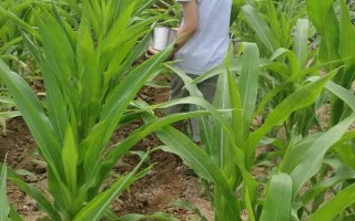 海禾118玉米種子特點(diǎn)，適宜密度為3500株/畝