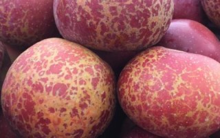 大涼山丑蘋果有幾個(gè)品種，主要有嘎啦、紅將軍、紅富士這3個(gè)品種
