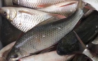 鯪魚(yú)簡(jiǎn)介，是常見(jiàn)的中下層淡水魚(yú)類