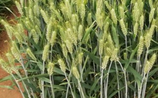 羅麥8號(hào)小麥種子介紹，在適宜播期內(nèi)