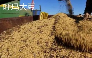 黑龍江省林口縣的特產(chǎn)，滑子蘑深受國(guó)內(nèi)外消費(fèi)者的喜愛