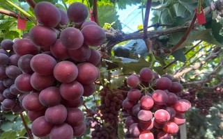 遼寧遼陽市有什么特色水果，有燈塔葡萄、前杜草莓等