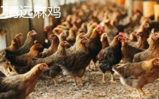 麻雞的品種有哪些，根據(jù)市場需求選擇飼養(yǎng)品種