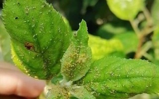 對(duì)果樹(shù)使用農(nóng)藥的原則，選擇正確的藥物才能起到防效