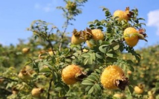 刺梨的種植技術(shù)，繁殖方法主要有播種和扦插兩種