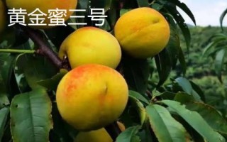 我國的黃桃的產(chǎn)地，華北、華中、西南一帶栽培較廣