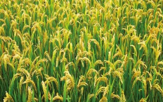 鹽稻10號水稻品種的特性，該品種在沿淮作一季中粳種植