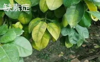 常見的柚類果樹病蟲害及防治方法，需對(duì)癥下藥