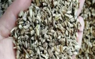 松果菊種子的售價，通常為100-160元左右/斤