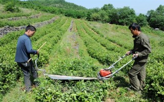 怎么防治茶輪斑病，茶園應(yīng)避免捋采或強采