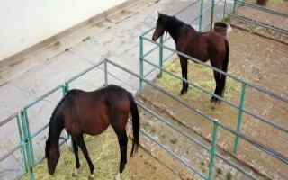馬的飼喂次數(shù)，每天的喂養(yǎng)次數(shù)以3-4次為宜