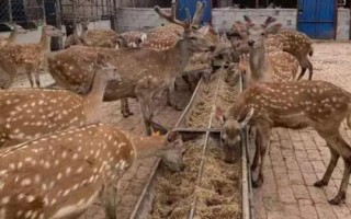 公鹿生茸期的飼養(yǎng)管理辦法，根據(jù)生長周期合理的配合好飼料
