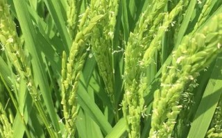 天優(yōu)596水稻種子特征特性，每畝有效穗數(shù)16.5萬