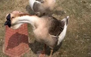 獅頭鵝的養(yǎng)殖方法，養(yǎng)殖密度不可過大