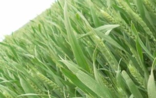 泰科麥34小麥種子特點(diǎn)，適宜播期10月5～15日