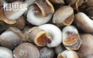 江蘇南通市如東縣的特產(chǎn)，如東條斑紫菜暢銷各地