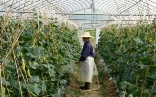 水果黃瓜的種植方法，定植5-7天后要澆緩苗水