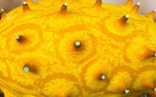 火參果是什么季節(jié)的水果，是夏秋季節(jié)的水果