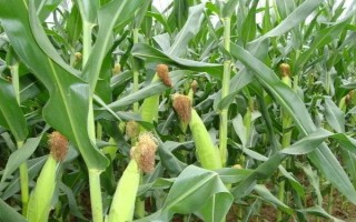 南北1號玉米種子特征特性，在適應(yīng)區(qū)4月底至5月初播種