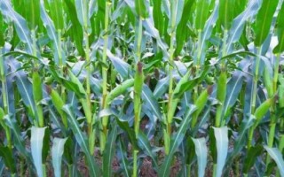 雅玉3482玉米品種簡介，每畝種植密度4000株左右