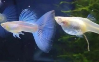 孔雀魚如何保持不退化，一般情況下不會退化