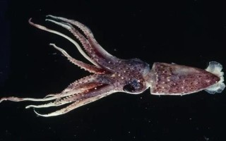 魷魚是哪種動物，是槍烏賊科軟體動物