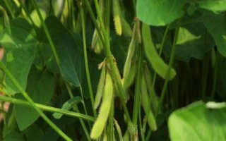 富航芽豆1號大豆種子介紹，特種品種（芽豆品種）