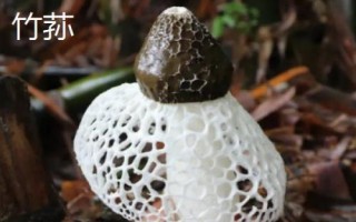 竹蓀和羊肚菌的區(qū)別，科屬、外觀和生長環(huán)境均不同