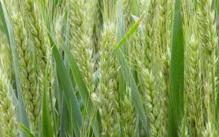 鑫麥296小麥種子特征特性，每畝基本苗15～18萬