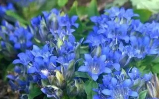 龍膽適合用什么土種植，富含腐殖質(zhì)的壤土或沙壤土種植為佳