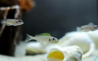 七彩珍珠魚(yú)好不好養(yǎng)，飼養(yǎng)難度不大
