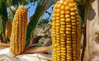 禾糯66玉米種子特征特性，該品種屬中熟雜交糯玉米