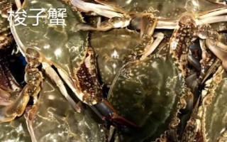 白蟹和梭子蟹有什么區(qū)別，二者沒有區(qū)別只是叫法不同