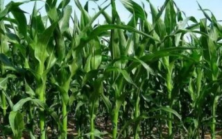 奎單3862玉米品種簡(jiǎn)介，種植密度建議3800株/畝