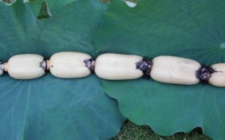 適合在農(nóng)村種植的農(nóng)作物，包括秋葵、香菜、小麥、水稻等品種