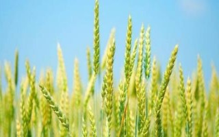 皖農(nóng)116小麥種子特征特性，全生育期219.5天