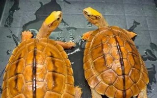 金錢龜可以私人養(yǎng)嗎，沒有許可證是不能養(yǎng)殖的