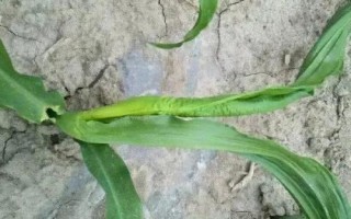 玉甜1號(hào)玉米種子特點(diǎn)，該品種總得分88.3