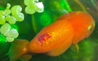 蘭壽魚的養(yǎng)殖方法，要定期換水