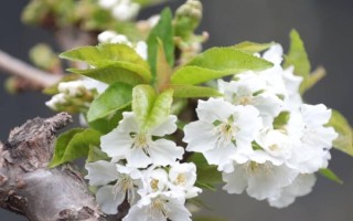櫻桃開花不結(jié)果如何處理，采取的措施取決于發(fā)生原因