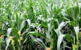 百強(qiáng)3號(hào)玉米品種簡介，適宜播期為6月上旬