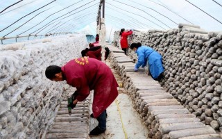 平菇銹斑病怎么防治，需通風降濕、噴施石灰水或漂白粉溶液